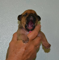 ridgeback litter